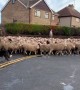Road block! Flock of hundreds of sheep driven through Yorkshire village
