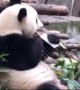 Panda plays with meat cleaver that keeper left in enclosure