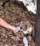 Giving a Koala a Drink During a Summer Heat Wave