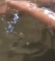 Man Makes Friends with Fish