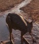 Cooling off a Kangaroo During Summer Heatwave