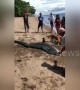 Beachgoers rescue stranded shark dumped on sand after being caught by fisherman