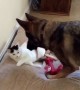 German Shepherd takes action after cat stole her bed again