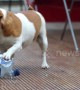 Adorable dog joins the war on plastic