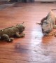 Iguana Tussles with Toy