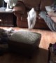 The floor is lava! Watch how this adorable puppy gets across the room