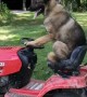 German Shepherd rides lawnmower