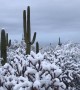 Snow coats cacti in Arizona desert