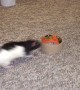 Trained Rat Performs Tons of Tricks
