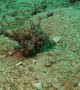 Octopus Walking Along the Ocean Floor