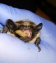Rescued bat chews on meal worm before being released into the wild