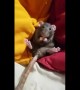 A little rat nibbling dried banana