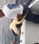 Sea Turtle Rescued From Fishing Line