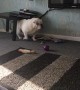 Bulldog creates a mess after getting stuck under table