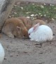 Cheeky duck comes in and swoops carrot from adorable bunnies
