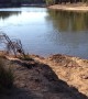 Kangaroo Takes a Swim Across River