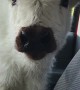 White Baby Cow Takes Shelter from Heat in Car