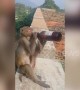 Cheeky monkey chugs a beer