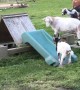 Goats have the time of their lives using playground slide