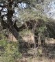 African Elephant Topples Tree
