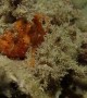 Beautiful and Beastly Brackish Frogfish Side by Side