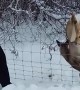 Saving a Deer Stuck in a Fence