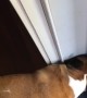French Bulldog Just Wants to Check the Mail