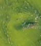Stunning aerial footage shows large school of fish weaving through a group of manatees