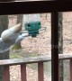 Hilarious moment squirrel is caught spinning from bird feeder