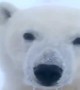 Up-close encounter with a curious Polar Bear