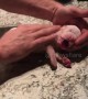 Texas man miraculously revives tiny puppy by performing CPR