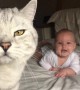 This baby gets super excited around the household's cats