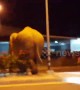 Hormone-crazed wild elephant sparks panic after stomping along motorway