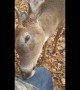 Incredible moment deer approaches, nuzzles hunters