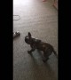 French Bulldog puppy makes vacuuming extremely difficult