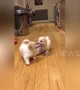 Team work makes the dream work! Puppies work together to play fetch