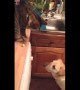Cat decides to feed the family dog some popcorn
