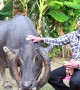 Buffalo born with rare set of wrap-around horns is revered by villagers