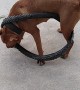 Playful Pooch Gets Stuck in Wheel