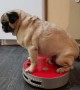 Dog Rides on Robot Room Vacuum