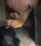 Horse Grooms Puppy Pal