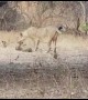 Wild Indian lioness adopts leopard cub in heartwarming show of kindness