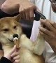 Dog Distracted by Treat During Nail Cutting