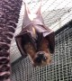 Sunshine the Bat Plays Hide and Seek