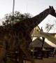 Giraffe casually walks through South African restaurant