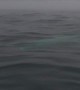Extremely rare white Orca whale caught on camera