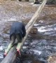 Slippery Tree Bridge Fail