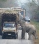 Cheeky elephant stops passing trucks to steal bundles of sugar cane