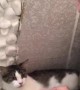 Cat and Owner Singing Duet