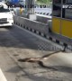 Python sparks panic after appearing at toll road checkpoint